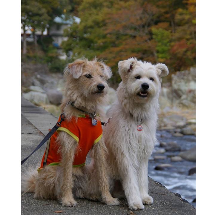 Bc2acd54 951f 4642 997c 07da3b0e83c3 1543492911689