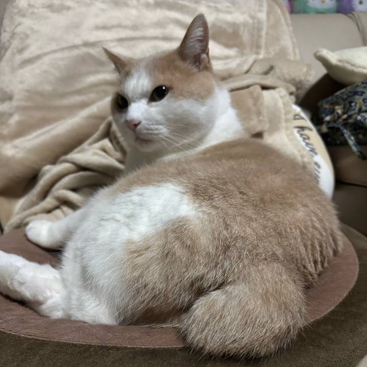 Bc3384e2 a915 45e2 8c2f fcbeda1db6b7 1761524638414