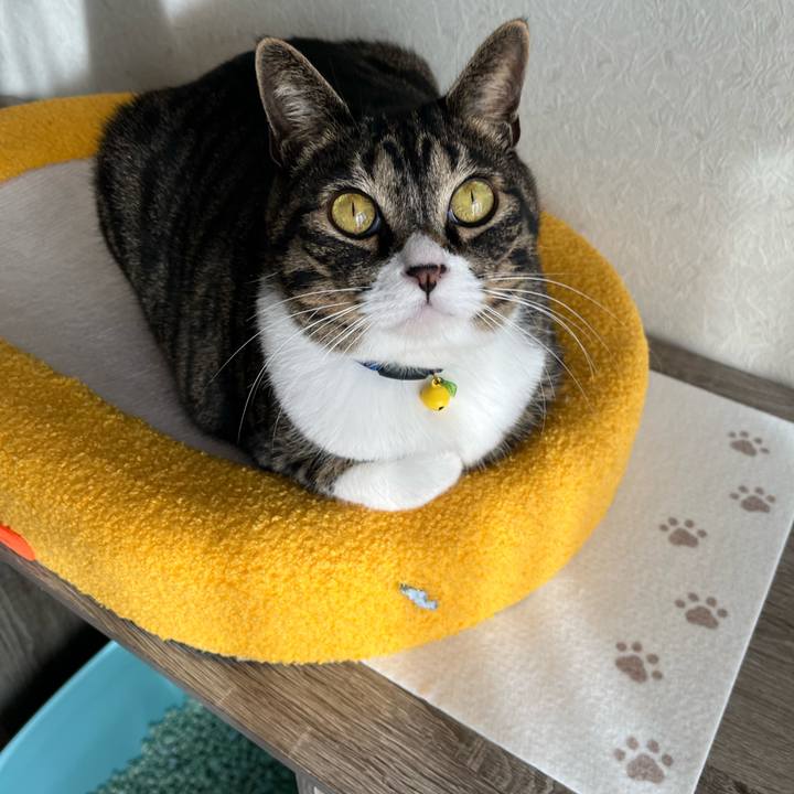 Bc338d16 4d84 44c6 ae5d 483a7a22f69a 1762817015627