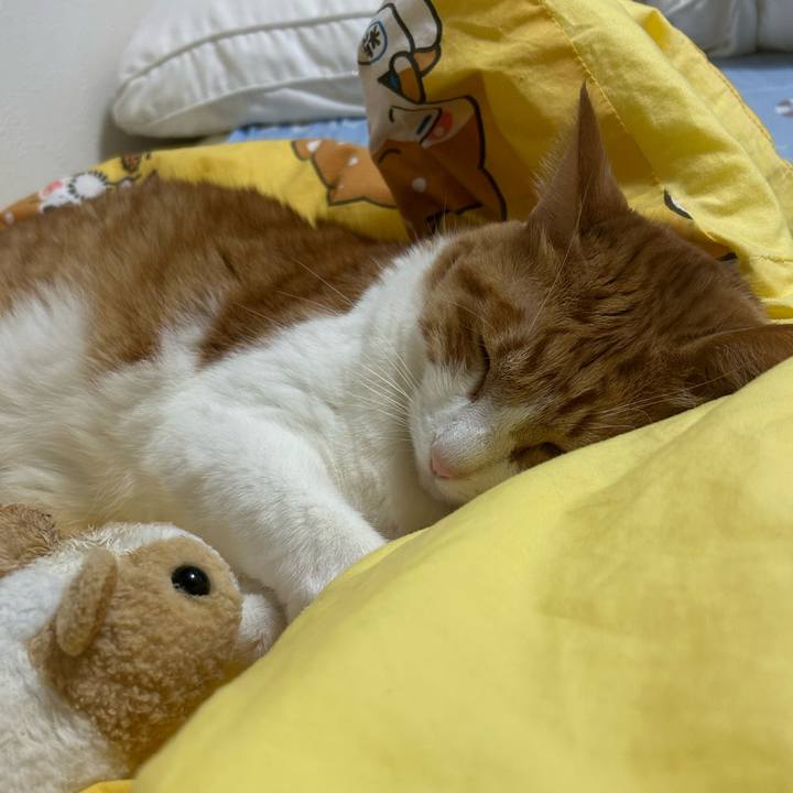 Bc33f897 9b87 490c 8cce 04de39595253 1760959263725