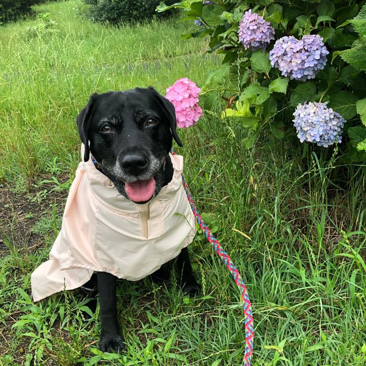 Bc346b5d e1a3 4442 8769 3aabe1978ced 1561967676744