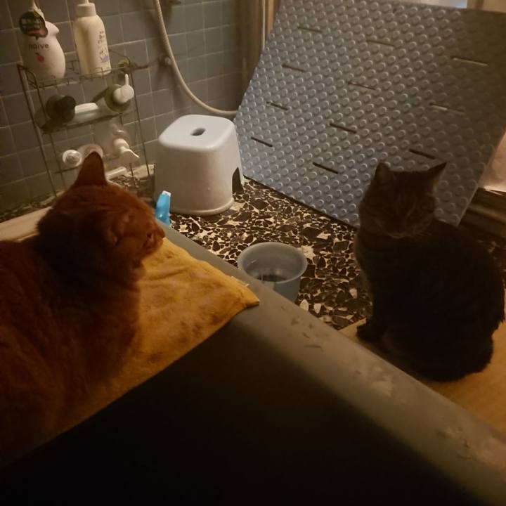 Bc376cff 8acc 4fd1 90a8 0824a49e05d7 1640941769682