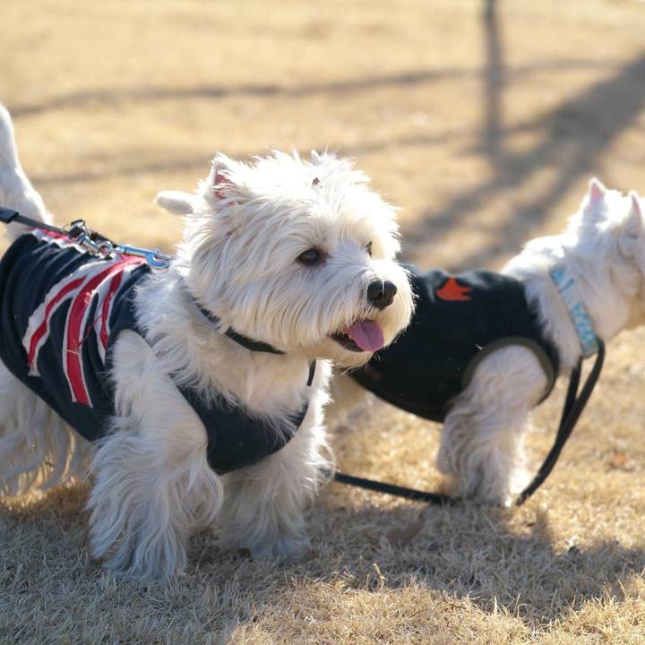 Bc3858a6 0fa8 4625 af43 be35983327e8 1514717625303