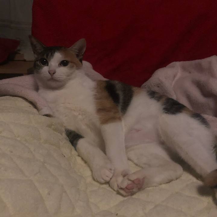 Bc39ff92 ee92 4ffb 8bfa 37f9d559e55a 1606736177991