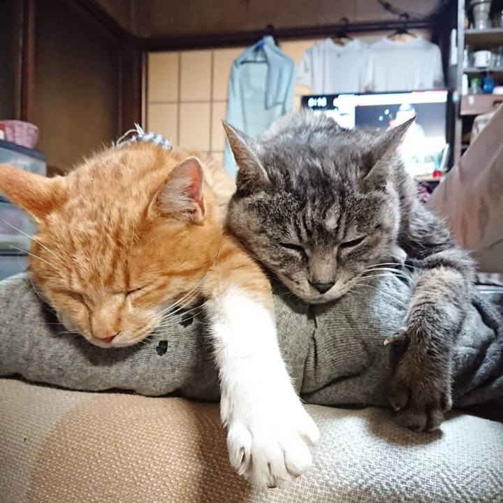 Bc3fd568 0498 4ad1 b45a a4f3cb29576d 1607807703903