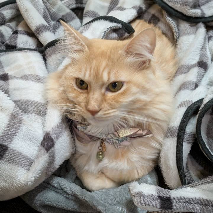 Bc402523 4e94 4901 ac77 64b9f1b371f1 1737118738683