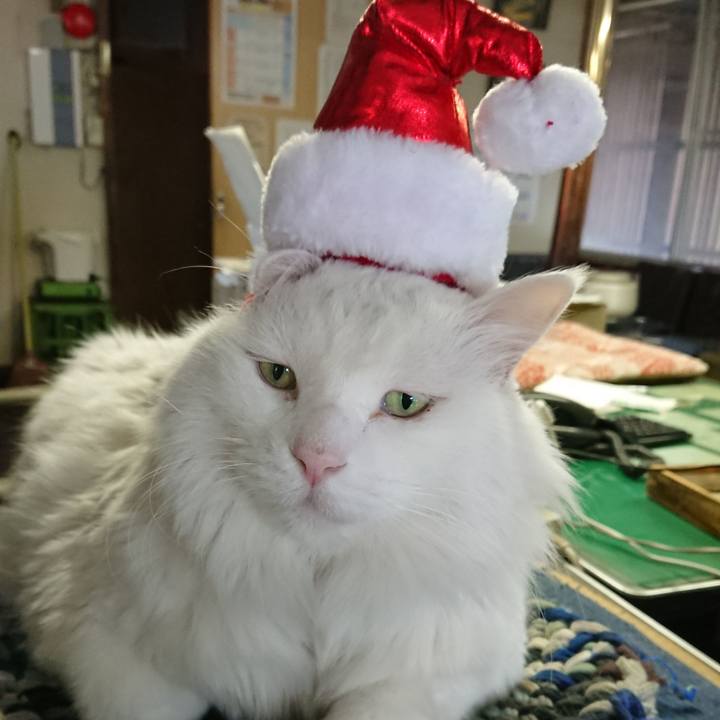 Bc413a80 013a 46ae b3d0 fa0596a87bd2 1543804668818