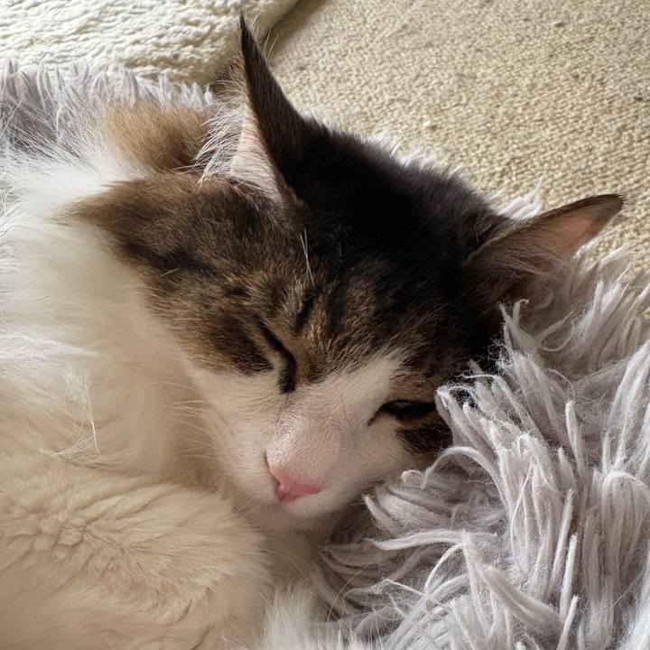 Bc419c75 8fe8 412a a225 97ba00a2a462 1766539067910