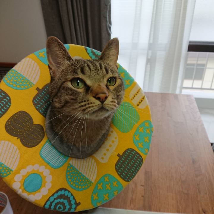 Bc41b76b 2858 4d89 a3c9 3ee456657b6c 1562462272114