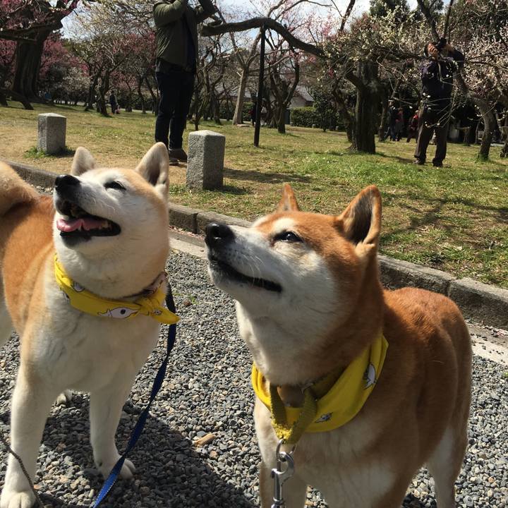 Bc449418 d6e6 4ec1 9aaa c16122a55bab 1521348241343