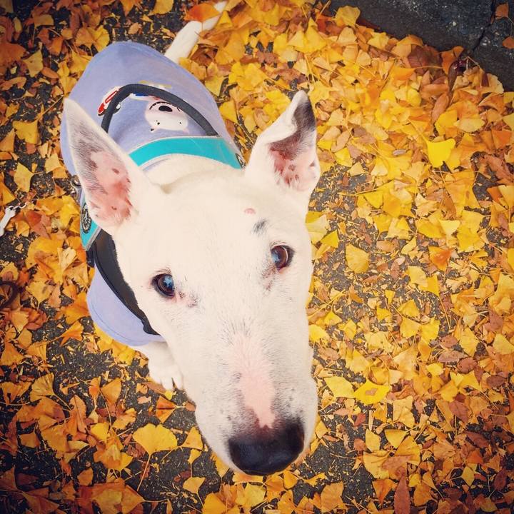 Bc47796b 2352 4ed9 a0b3 c742a48cfaa6 1511360947675