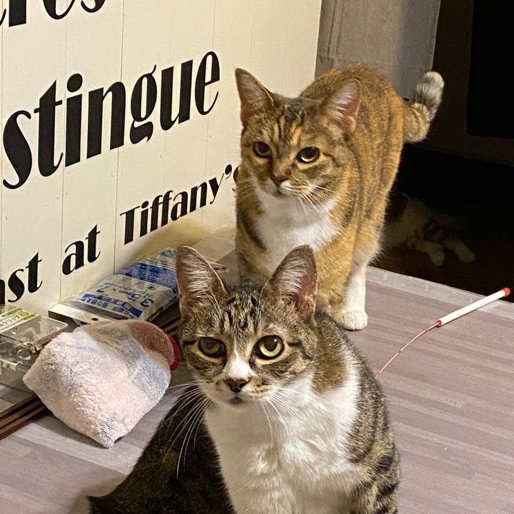 Bc481761 661e 44a8 9900 0bc4ffc8c17a 1626777782320