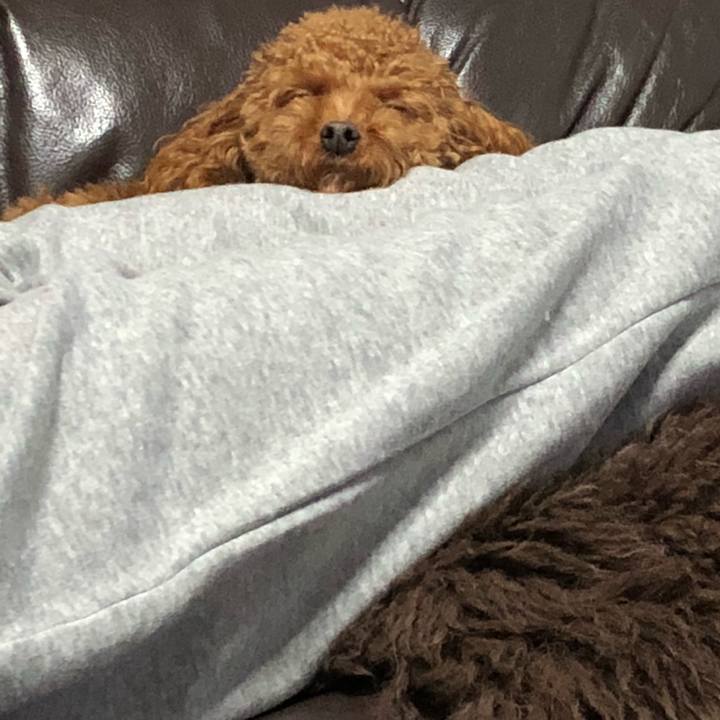 Bc4b2205 1e8e 4eeb b828 d60f4fdbbefd 1521986815785