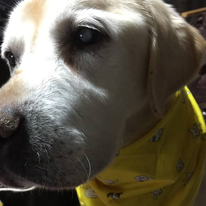 Bc4e42a3 2cb2 483f 9f3d 0e9e752989b9 1521631026934