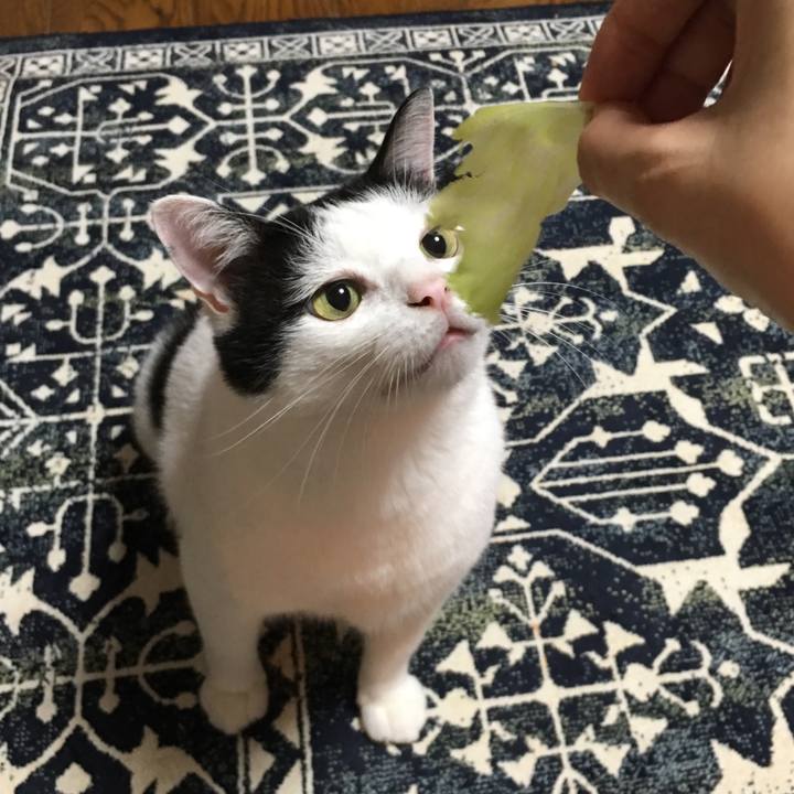 Bc4f32d6 4d15 4cdf 96d2 e19d960fdada 1534597095888