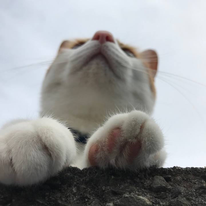 Bc511dcb 6b40 4d06 ae5d 45a11aa4582c 1508047923923