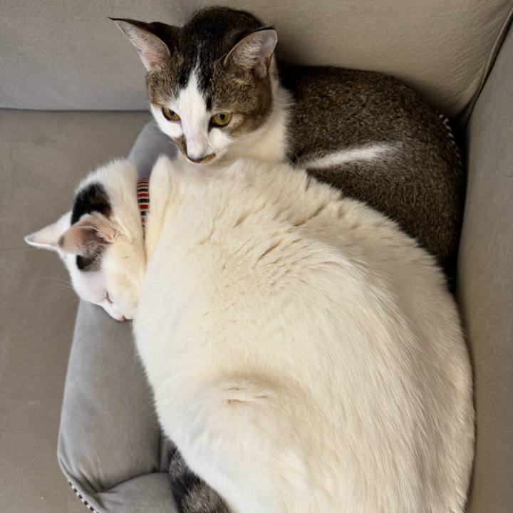 Bc52850f f797 4924 a161 091308aadd94 1763912619356