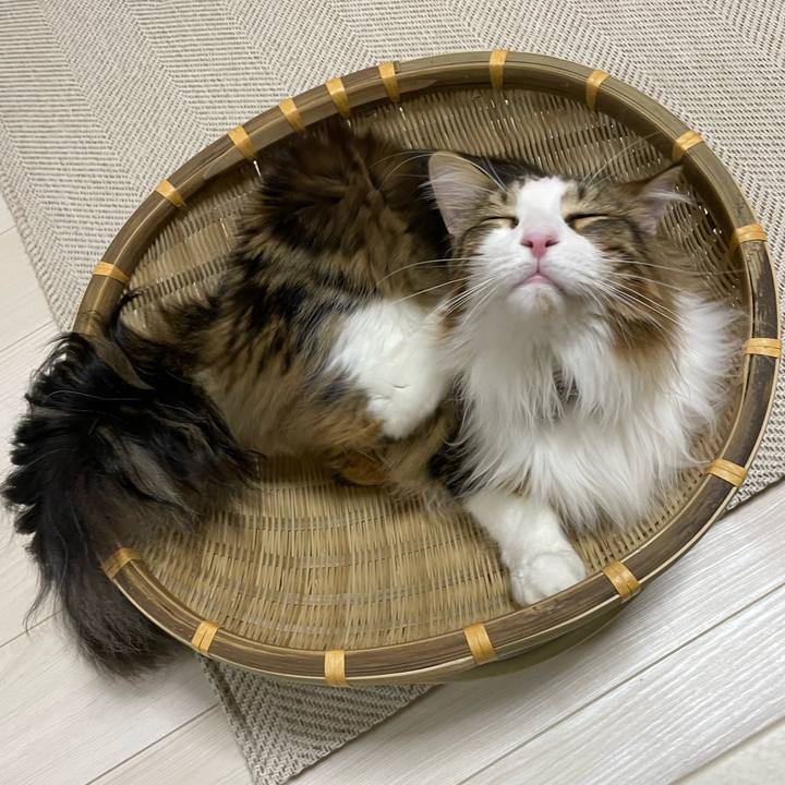 Bc528e30 744d 4e20 98a9 e42155808162 1658581134033