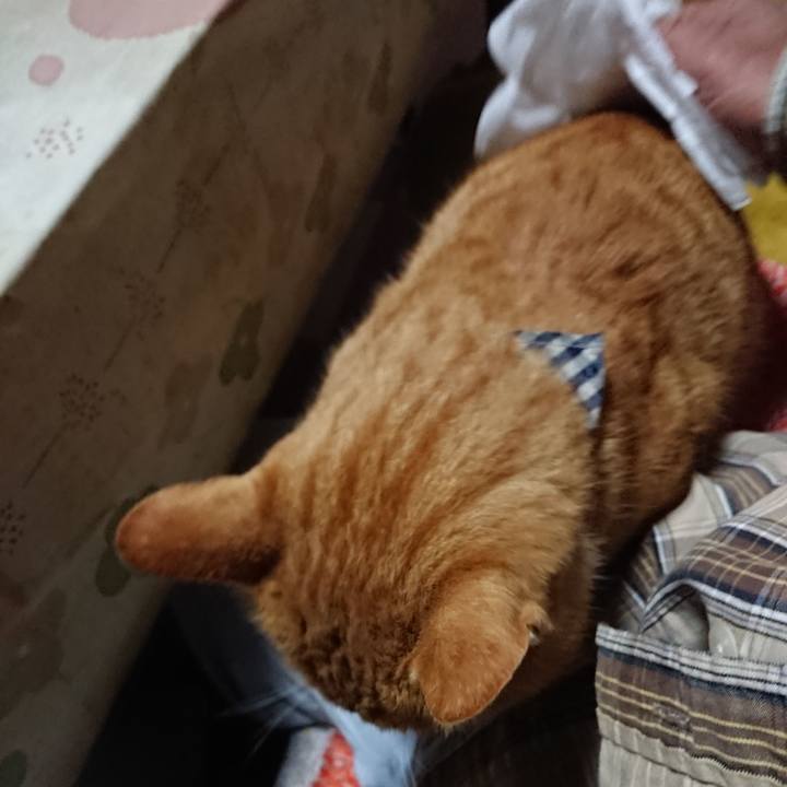 Bc571095 b754 4519 8d85 d51afbfef8ed 1570411249219