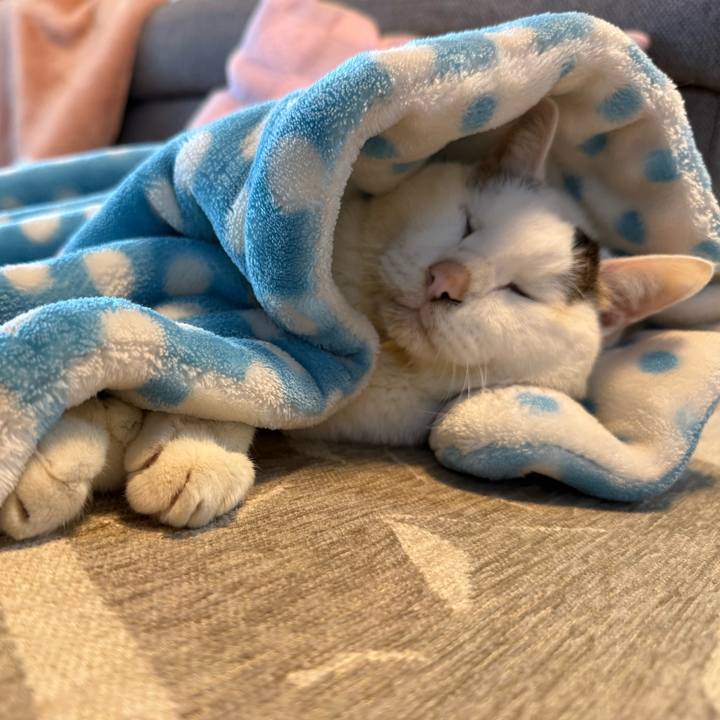 Bc57a2d6 97dd 4ad5 9dda 4dbbea66f04d 1770435760390