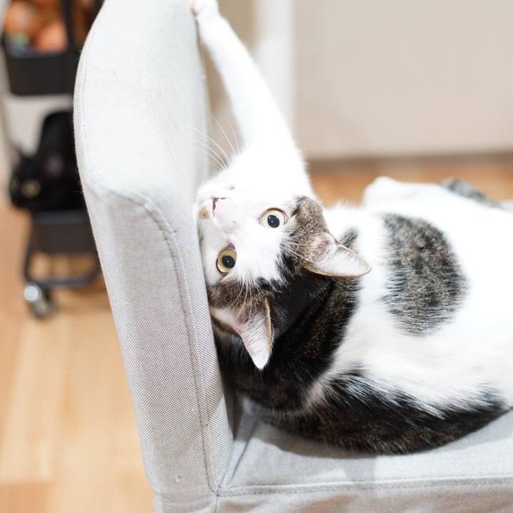 Bc5a30e0 a82c 43e5 880b 695188c8e9a8 1533599165695