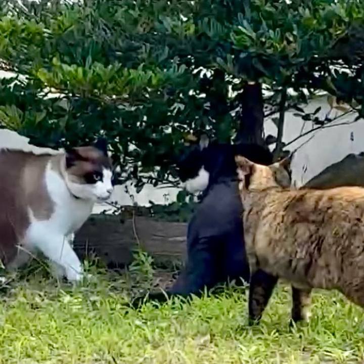 Bc5bce72 4b9c 47cb 84d9 ff45927897e7 1750232320549