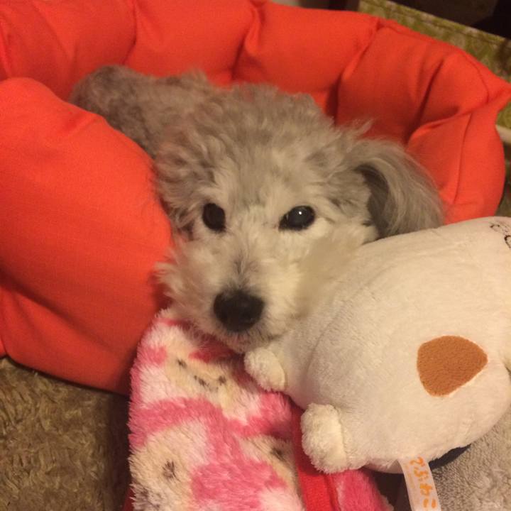 Bc5ef9d3 3796 4fd3 8a52 741e01ffabb8 1517137030558