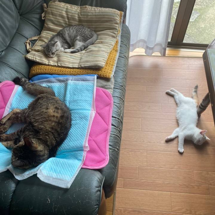 Bc636954 45b2 4364 a8fc e93ff82047e4 1593381860148