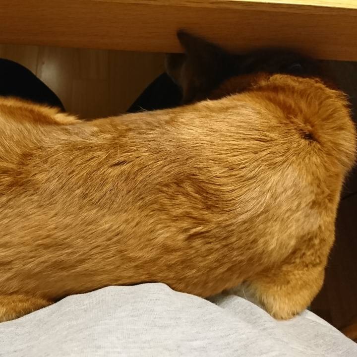 Bc639376 0d08 442b a2b0 d93c293f0818 1549363994067