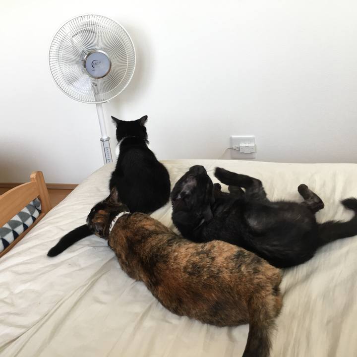 Bc65e747 e60c 4404 87db 464f6c2364fa 1532615850642