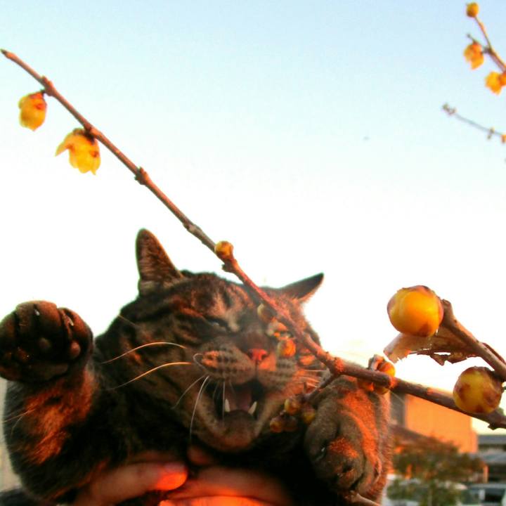 Bc66529b e518 49cc 9828 5f34e6e89f95 1517740869902