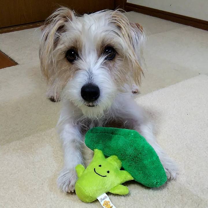 Bc668db2 d6b9 4843 ae3c 99a154a0414a 1553436302761