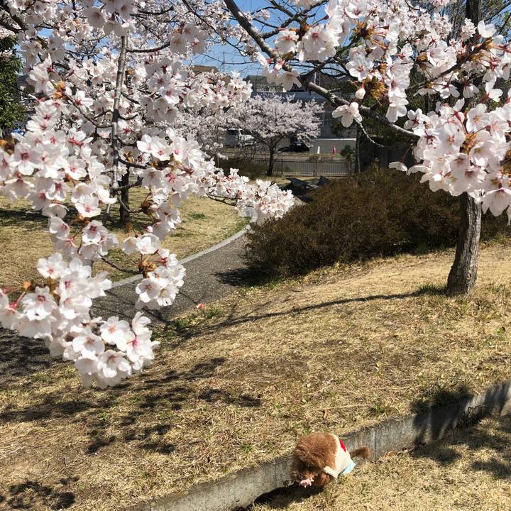 Bc66be47 6a7f 4e5a b20d bbd36fd80b1e 1586575695659