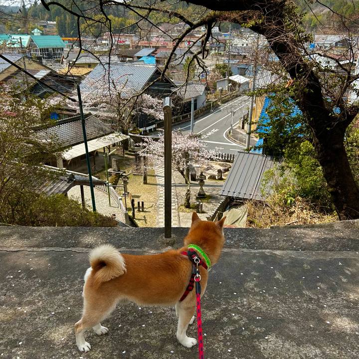 Bc66dd38 6f61 4d49 a1e1 305419d477dd 1774869029544