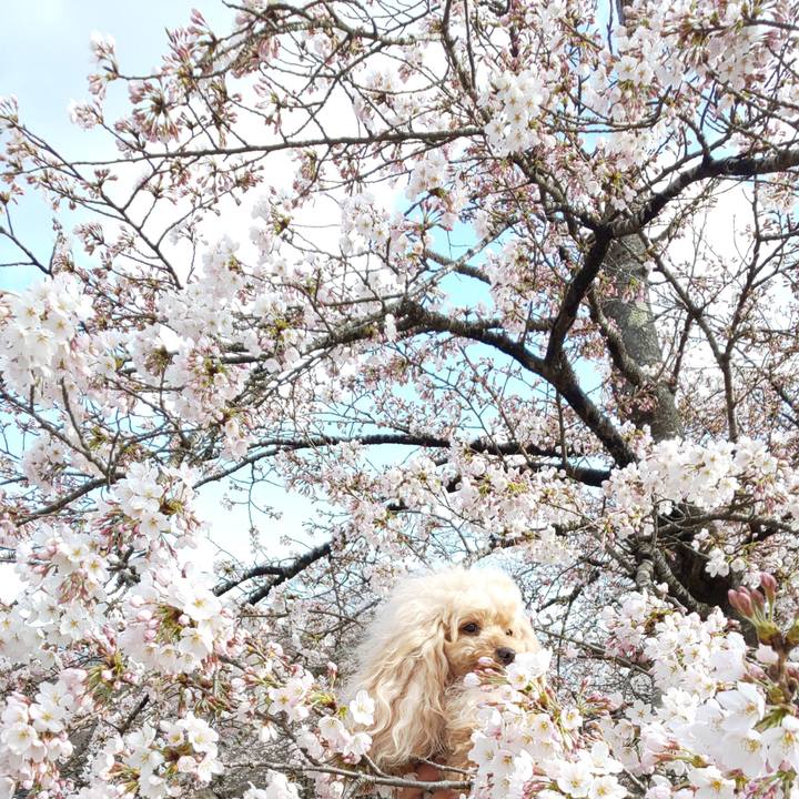 Bc68f734 1dca 4aef a402 525abd2b5aea 1586247700046