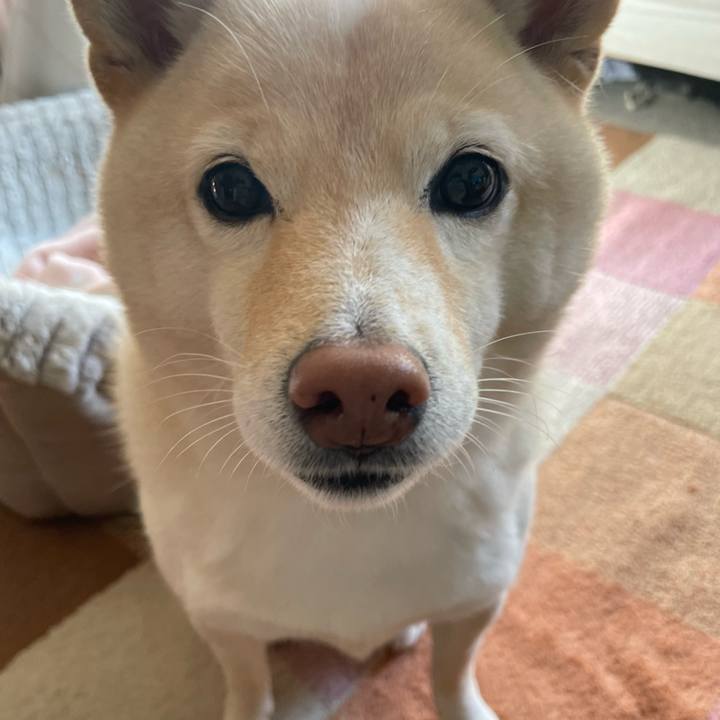 Bc695ad8 9404 4eff 8558 8413d2e4eaa3 1702350980042