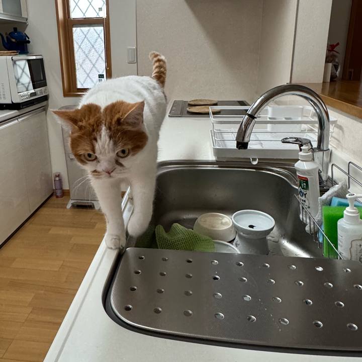 Bc6bd08b 7fb6 4cc7 9c29 41e6f32c3ed6 1773801547331