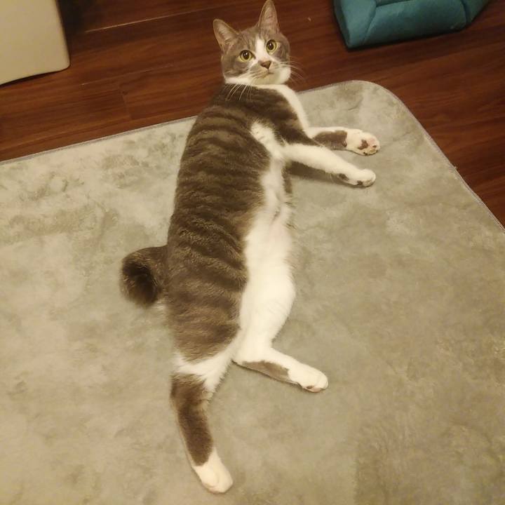 Bc6c75d1 f0fa 418f 8613 b4d7aaa4a6eb 1587904567232