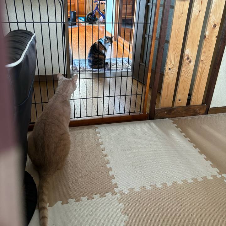 Bc6d01bd 35ef 4a69 8e25 80fb4dae0de6 1728868786868