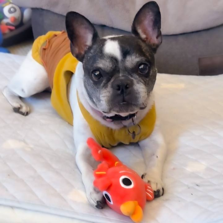 Bc6d0c03 7f39 4c8f a494 69f2842b9072 1760794615947