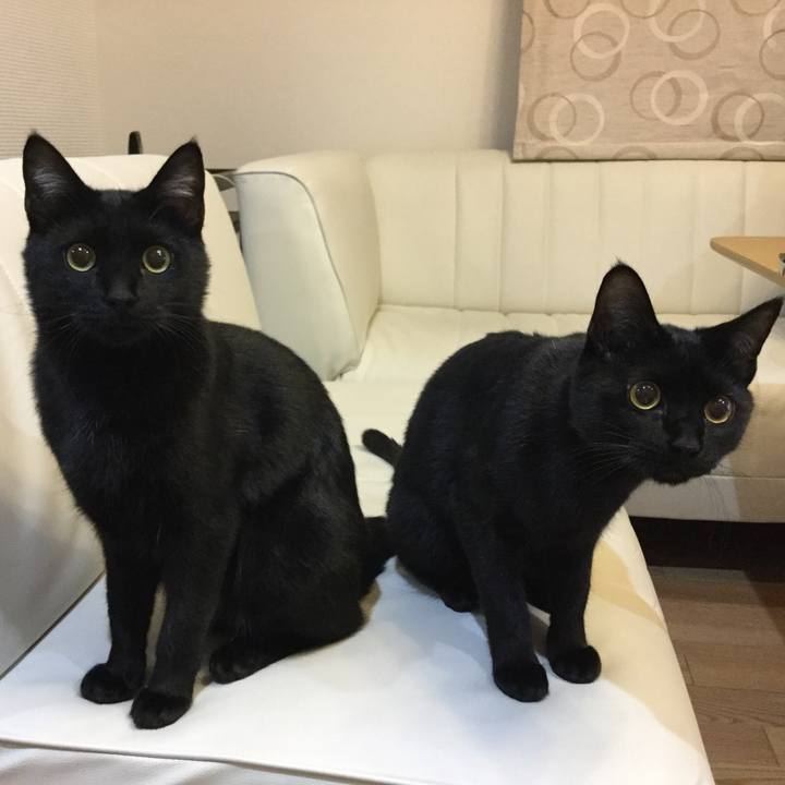 Bc6ee737 6035 4a8a 9e09 0bf7bb63361f 1517577178447