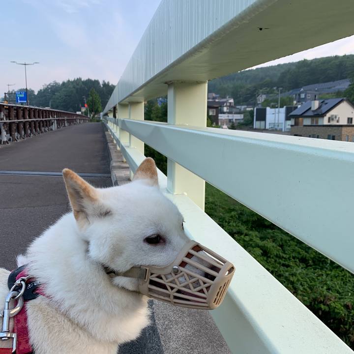 Bc716b2e 1fa4 4ee1 a4f9 c639b2e18d88 1565040853363