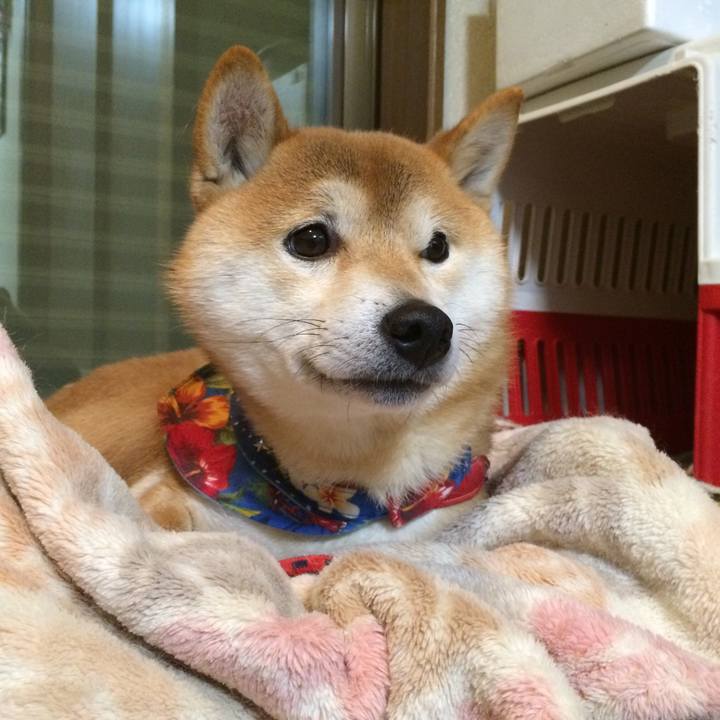 Bc747dd1 c2f0 4a4e a9f6 5d1f97c84763 1513239968732