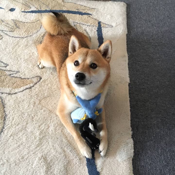 Bc789338 5845 47cd b518 8eb7210325b8 1509959280457