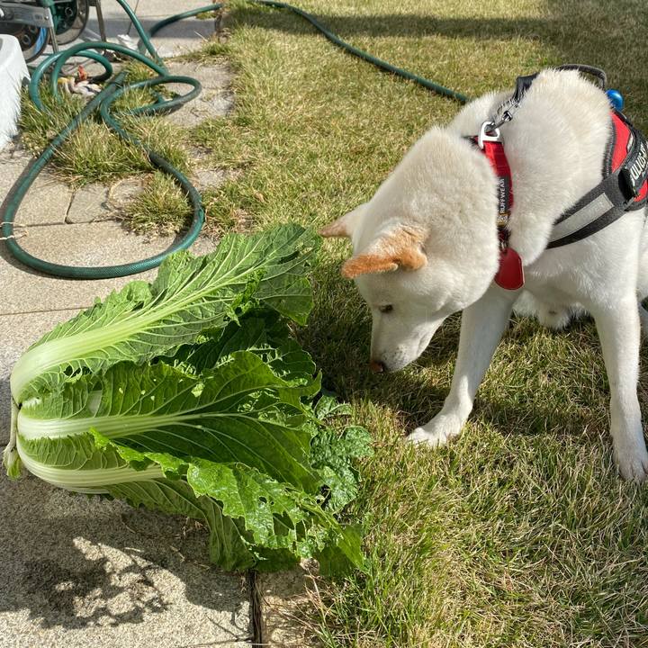 Bc796352 b752 4d98 9c66 c488902e010a 1574130481033