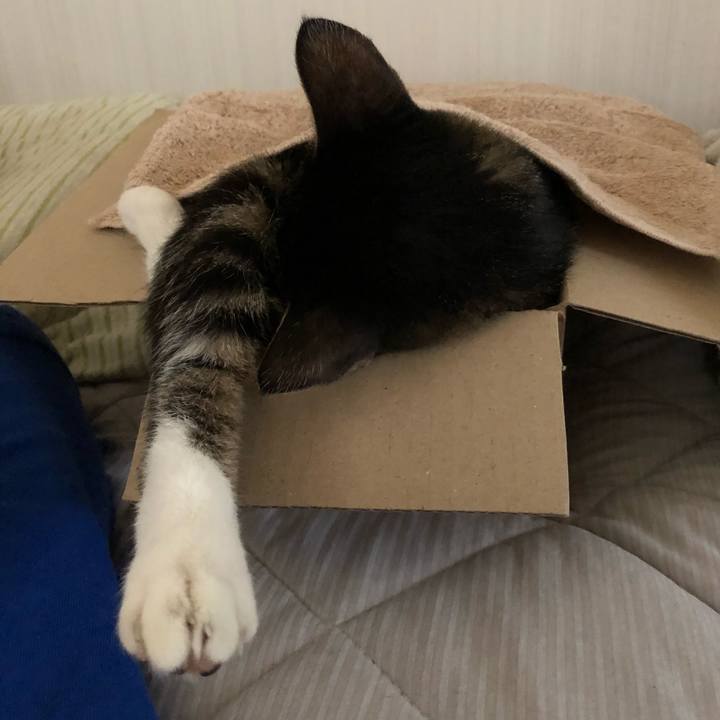 Bc832461 1652 4d69 b689 d2898a36b10f 1535490249878