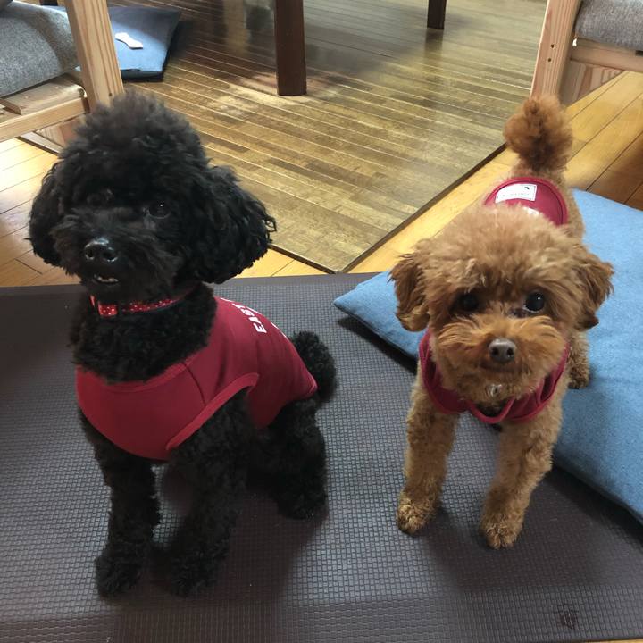 Bc838f36 4d21 4cee a3f8 82ca845e44a1 1576018461596