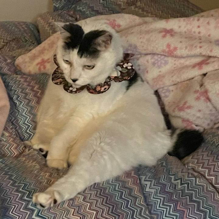 Bc83aeba a200 43e8 ab4b e88e18eab45e 1678023864544