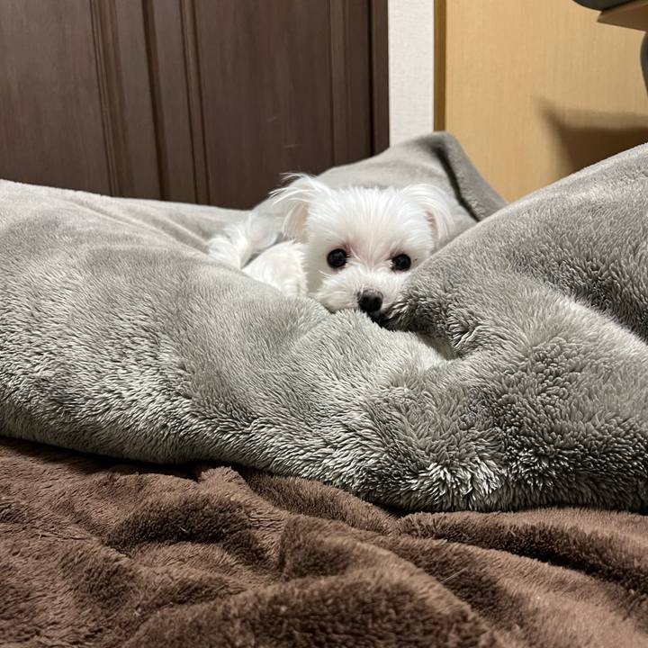 Bc87ab7c bca4 4315 bf8f 74284f54bb8c 1711886610815