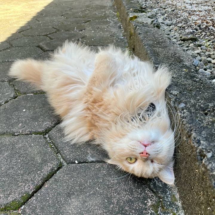 Bc891aa1 b71b 4dcc b418 b3d93e88739c 1763267676503